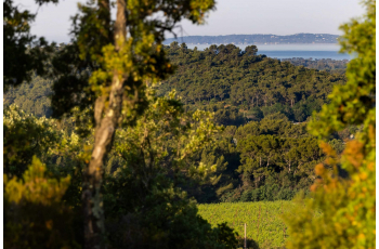 Parenthèse oenotouristique au Domaine de Figuière