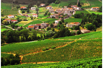 A la découverte du terroir Beaujolais
