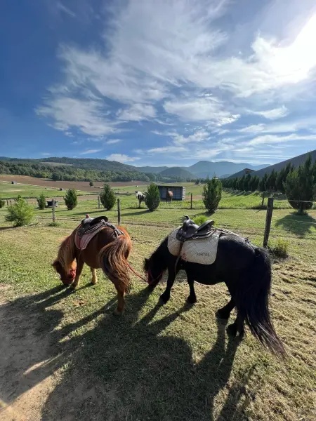 Balade à poney 1h15 — visuel 2