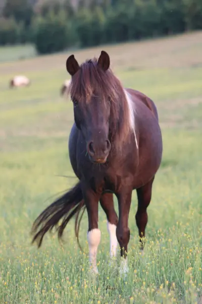 Balade à poney 1h15 — visuel 3