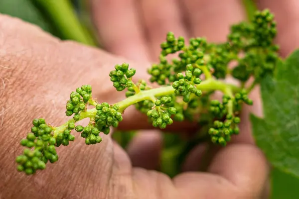 Coffret Matinée Vignoble — visuel 3