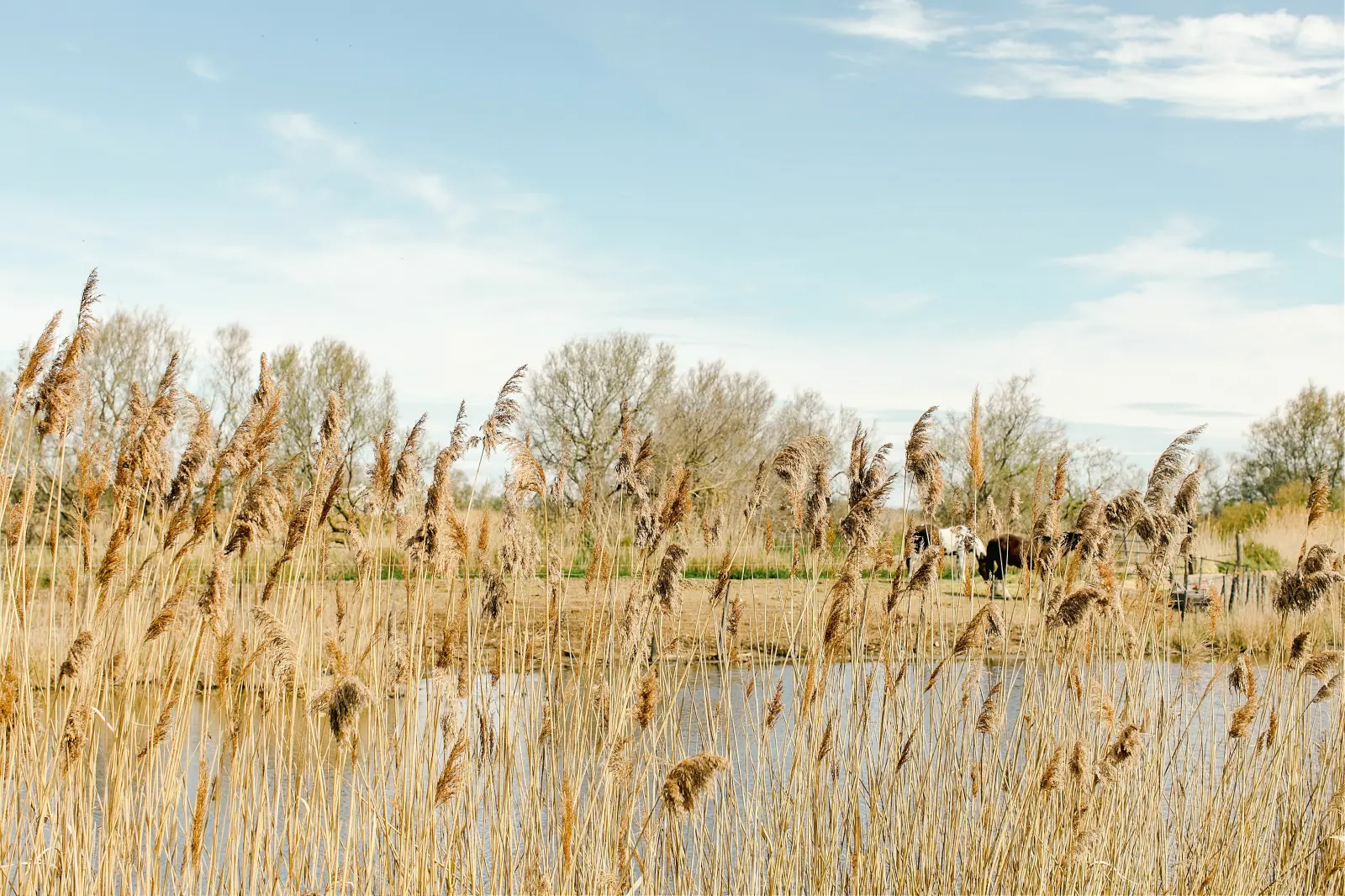 Immersion Camarguaise