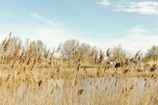 Immersion Camarguaise — visuel 1