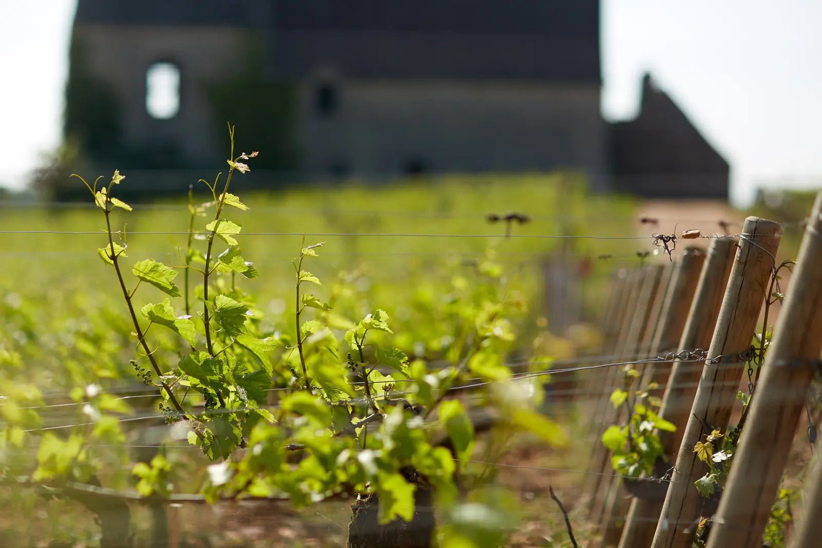 Visite technique des vignes