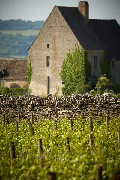 Visite technique des vignes — visuel 2