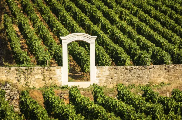 Visite technique des vignes — visuel 3