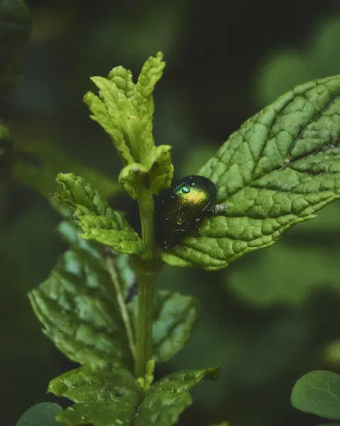 Balade guidée dans le Jardin — visuel 2