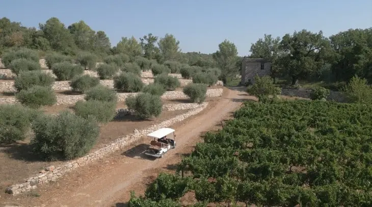 Découverte guidée vignoble et art en voiturette