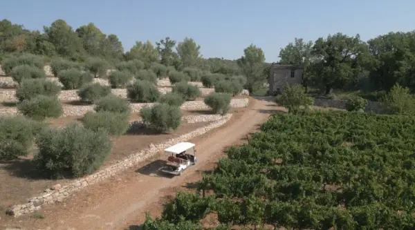 Découverte guidée vignoble et art en voiturette — visuel 1