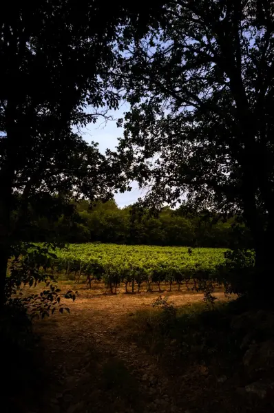 Découverte guidée vignoble et art en voiturette — visuel 3