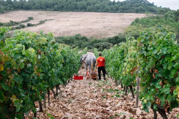 Coffret au rythme de la Vigne... — visuel 1