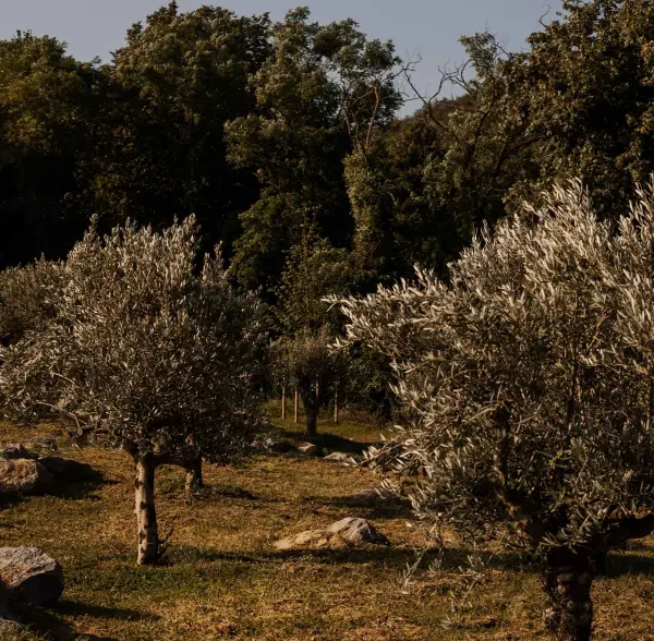 Escapade dans les vignes en duo — visuel 3