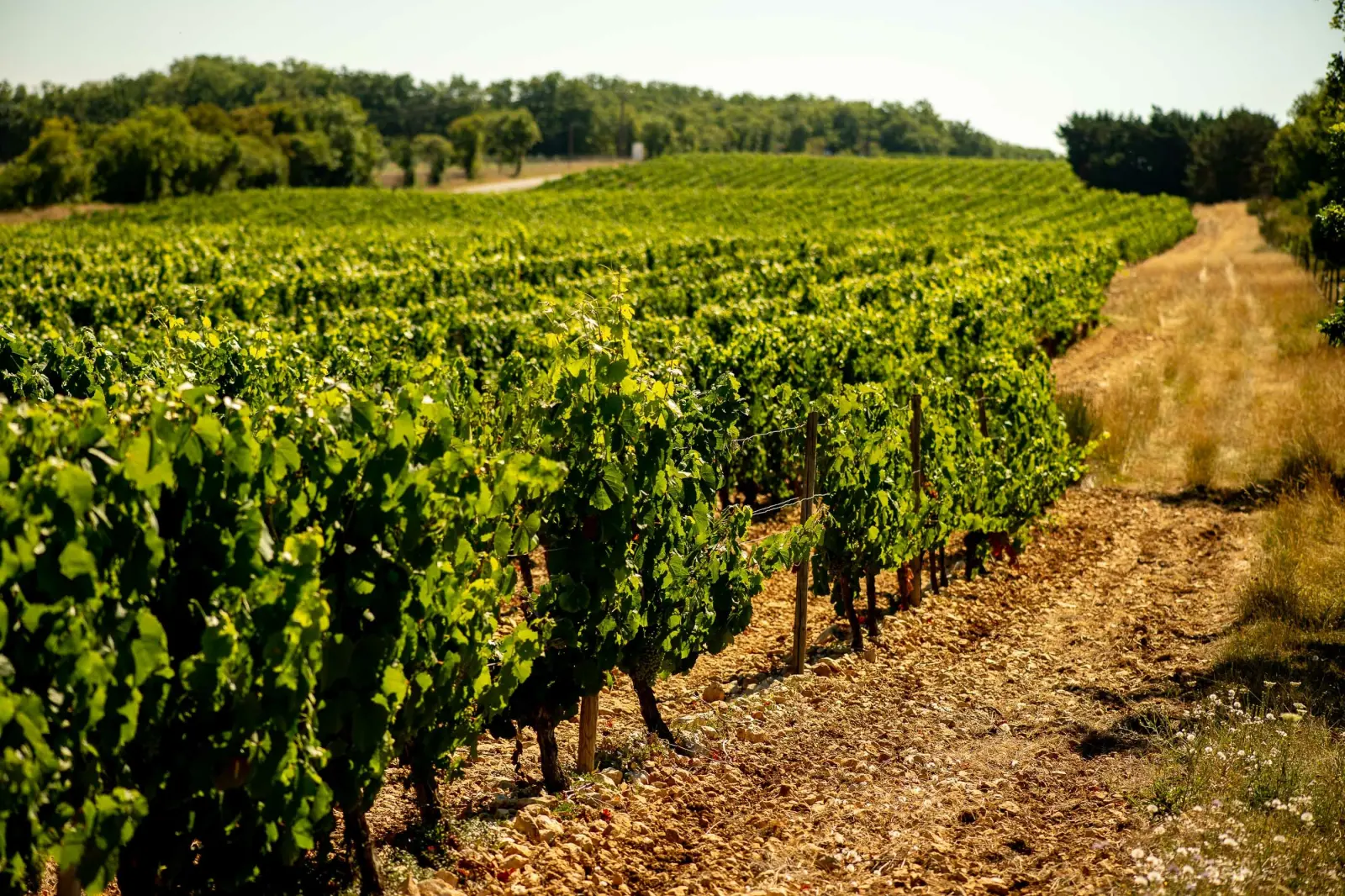 Atelier de dégustation de vins au Château de Haute-Serre