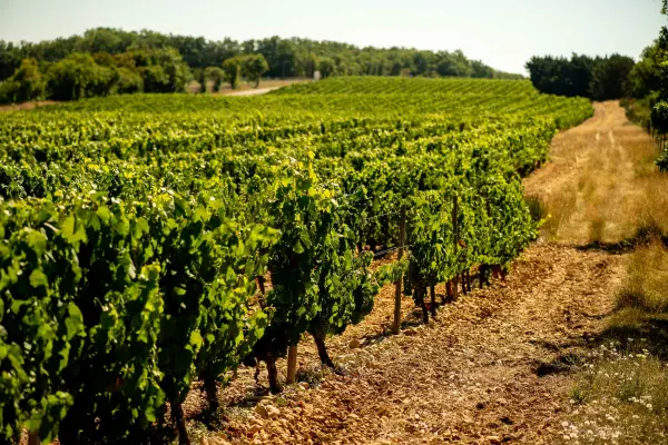 Atelier de dégustation de vins au Château de Haute-Serre — visuel 1