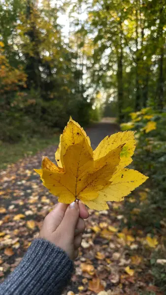 Rituel d'Automne — visuel 2
