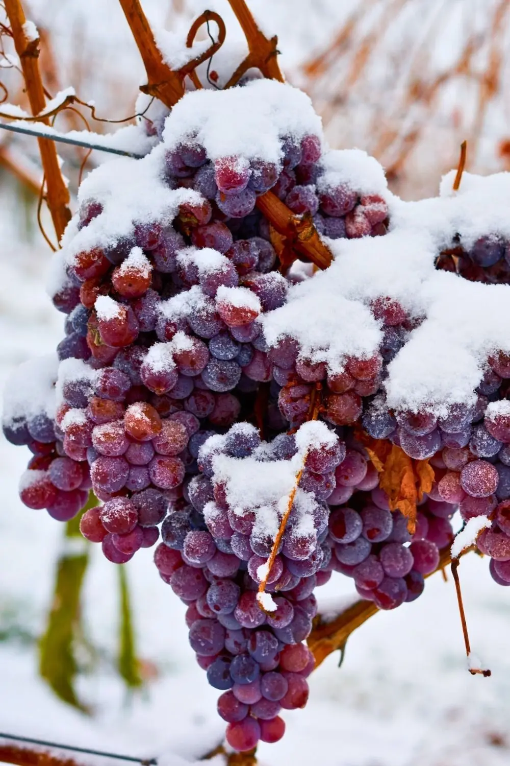 Forfait Hiver Bien-Etre