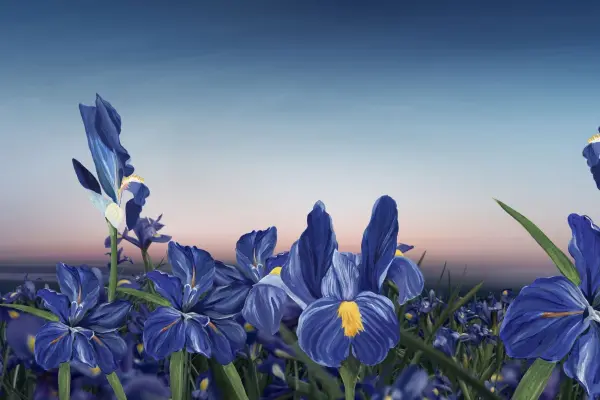 Blue Renaissance — visuel 3
