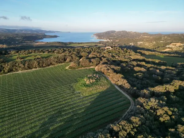 Séjour et Découverte d'un Vignoble de Bonifacio — visuel 1