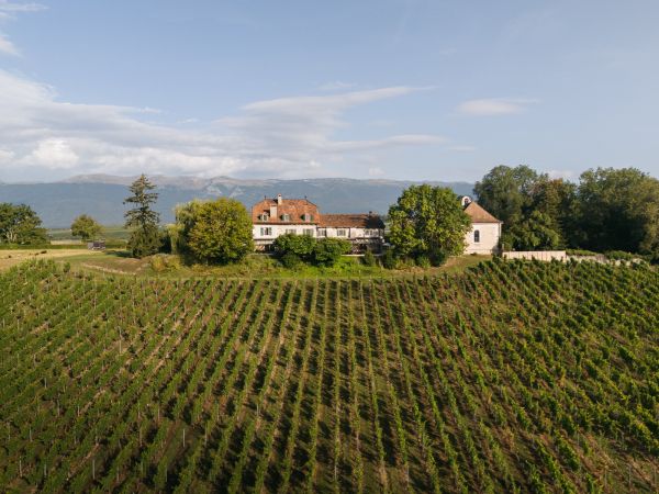 Découverte vinicole