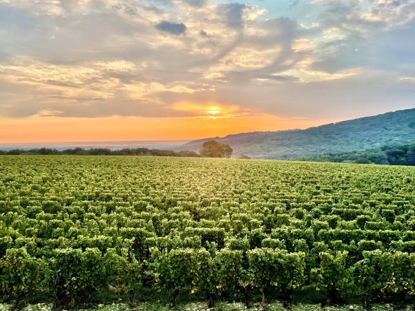 Séjour Romantique – 2 nuits au cœur des vignes de Bourgogne