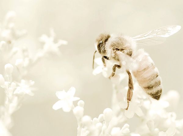 Coffret cadeau Massage Bee Bio - 2h30