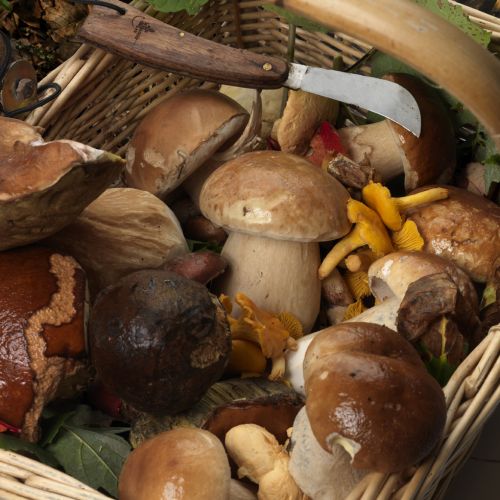 Week-end Champignons La signature du Manoir du Lys - 1 Nuit