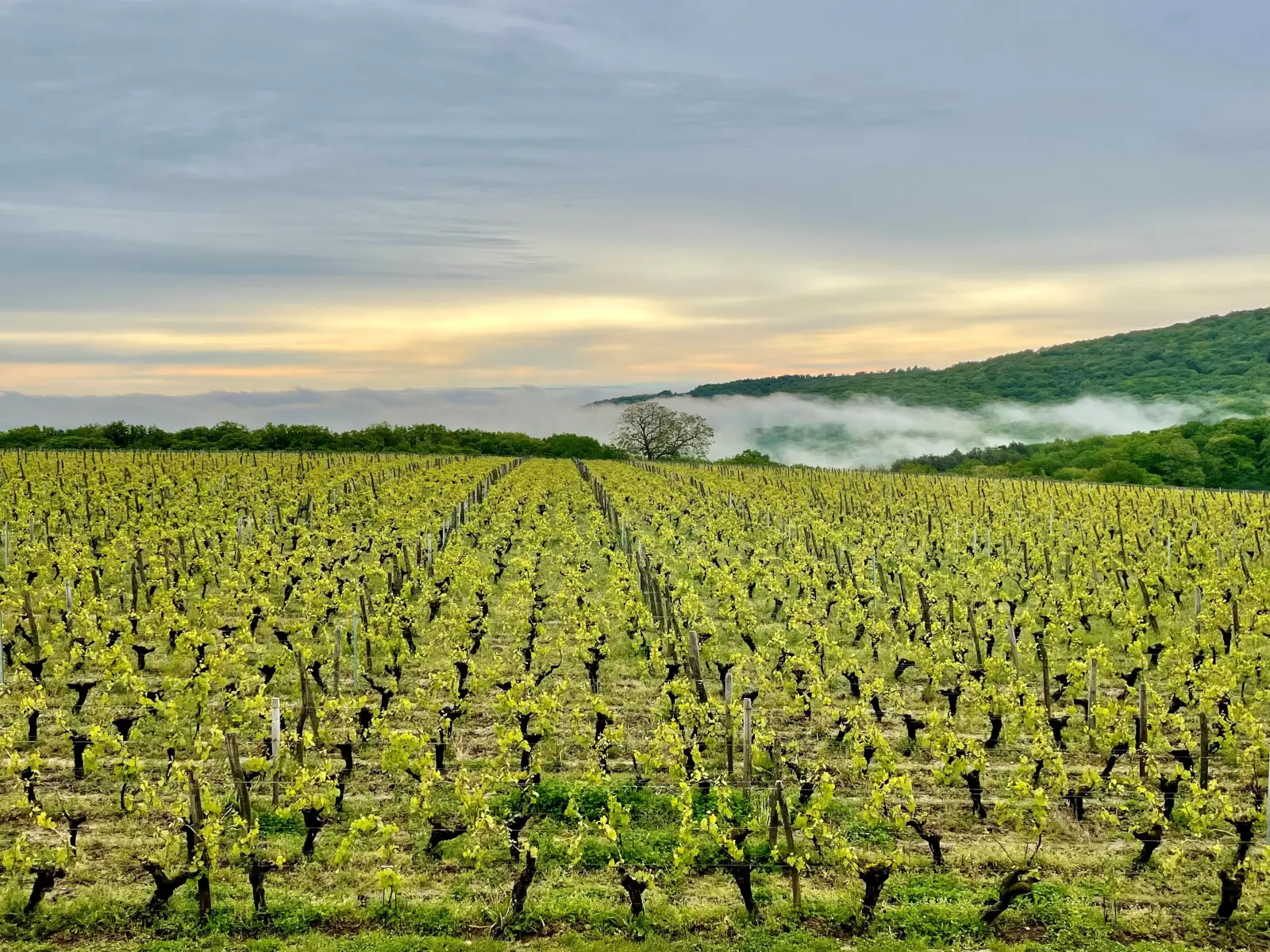 Bon cadeau - Visite & dégustation du Domaine Joseph Lafarge - Bourgogne