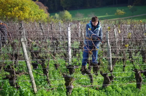 Bon Cadeau – Devenez Vigneron d’un Jour en Bourgogne — visuel 3