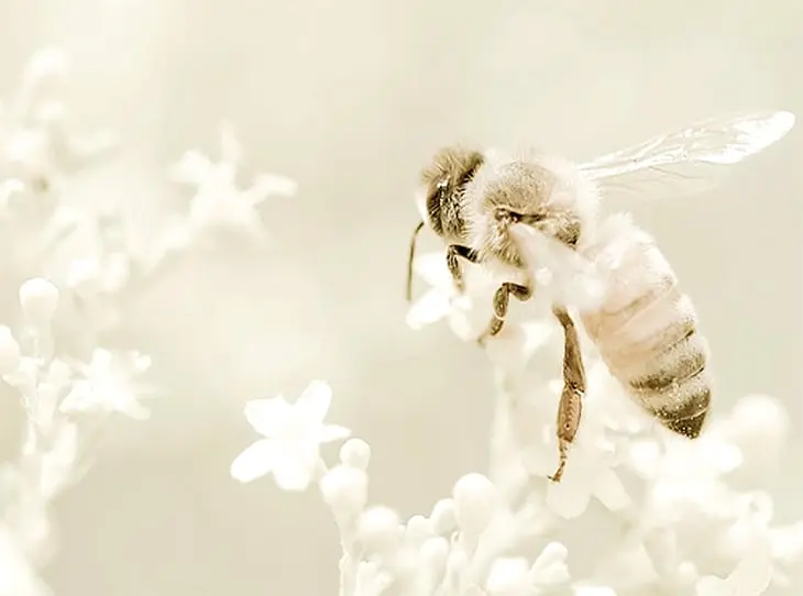 Coffret cadeau Massage Bee Bio - 2h30