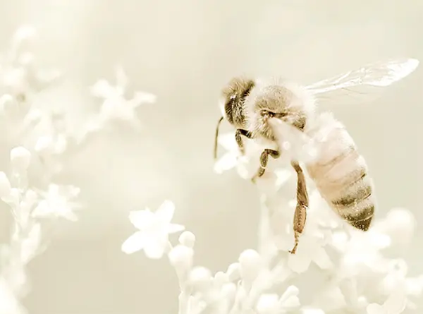Coffret cadeau Massage Bee Bio - 2h30 — visuel 1