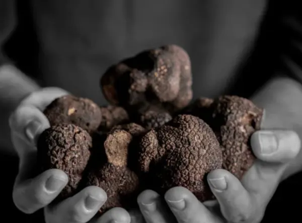 Menu Truffe — visuel 1