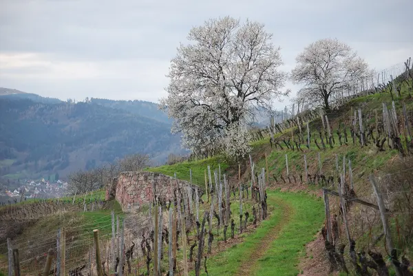 Coffret Terroirs d'Alsace et Bistrot — visuel 1