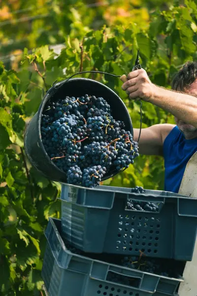 Immersion Vendanges - 2 nuits — visuel 1