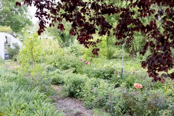 Menu Découverte des plantes sauvages Boissons comprises — visuel 2