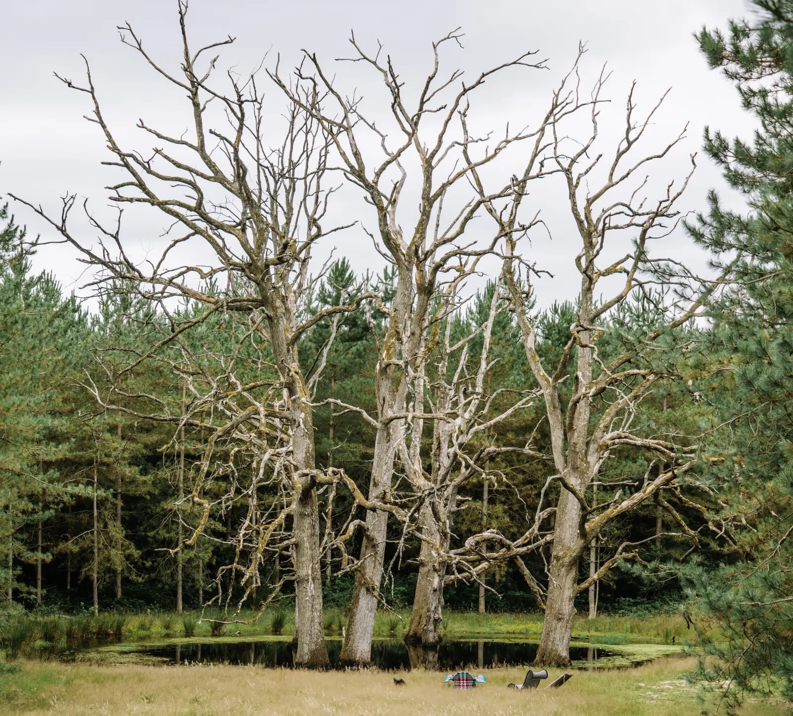 Deep Forest