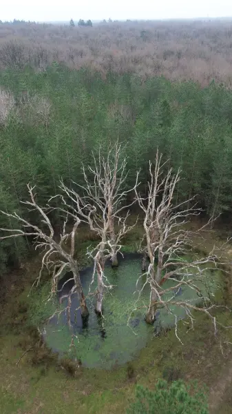 Deep Forest — visuel 2