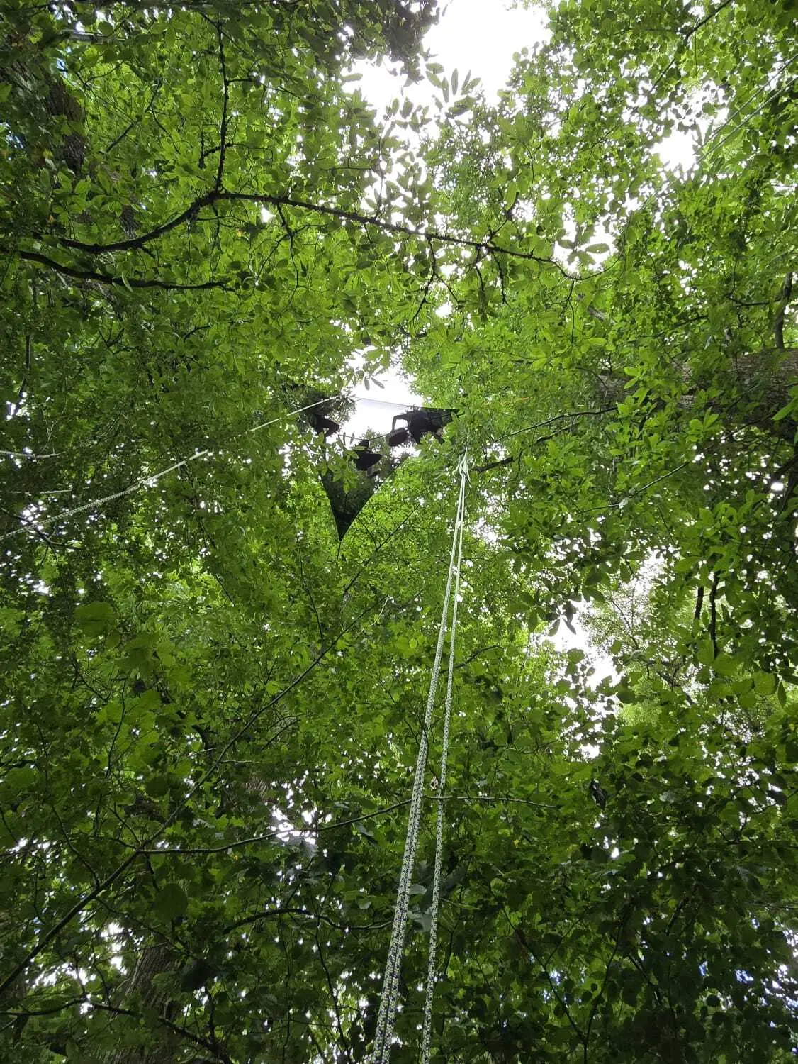 Goûter ou apéro perché à la cime des arbres