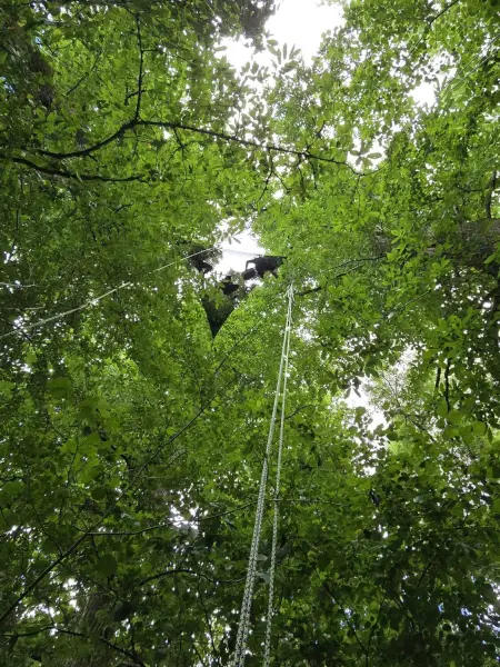 Goûter ou apéro perché à la cime des arbres — visuel 1