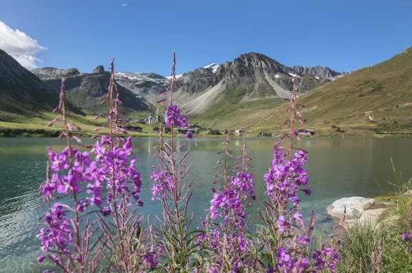 Un été en montagne — visuel 1