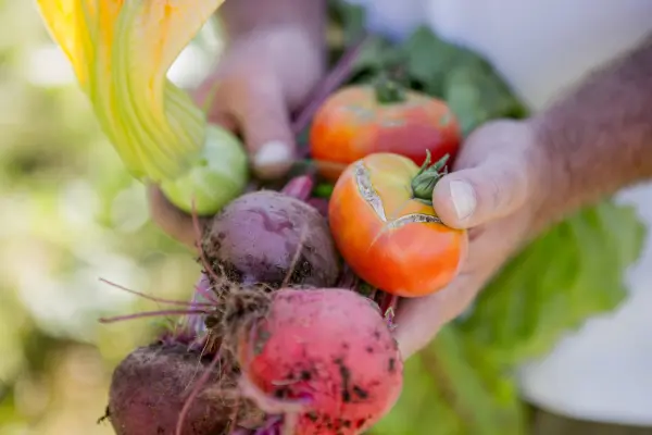 Menu Dégustation "Au Jardin de la Bastide" — visuel 3