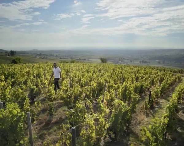Vigneron d'un jour.....Vigneron toujours..... — visuel 1