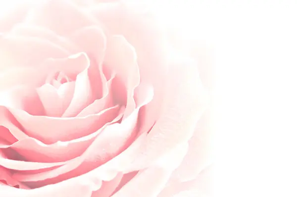 Soin Visage à la Rose — visuel 2