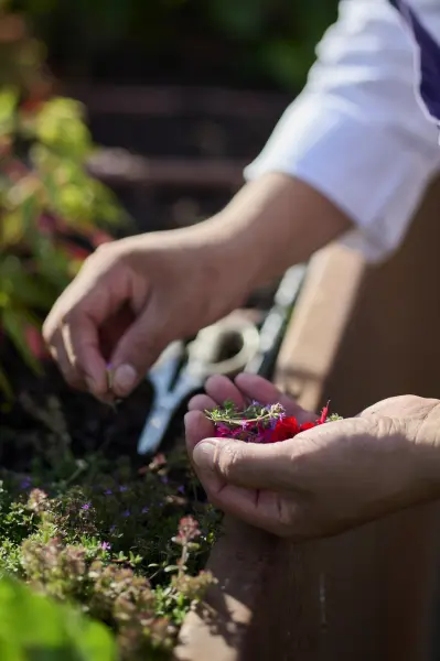 Menu gastronomique TERROIR VEGETAL - 4 plats — visuel 3
