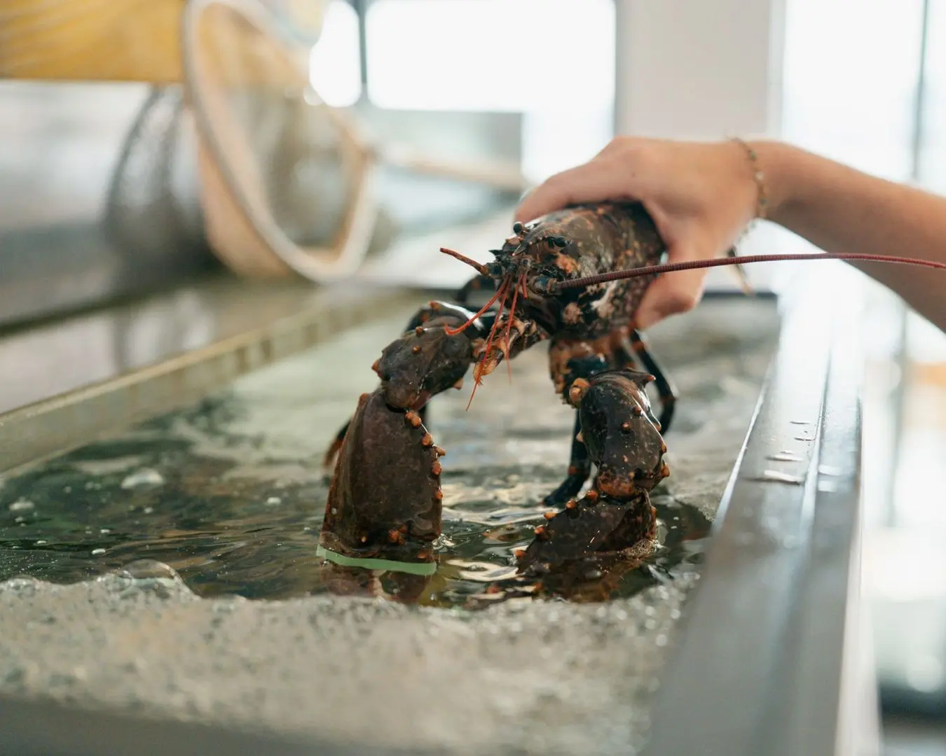 Autour du Homard