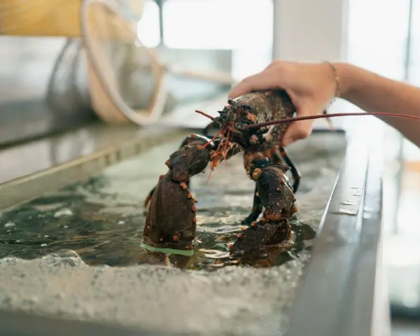 Autour du Homard — visuel 1