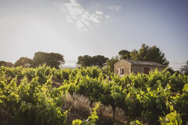 Une journée bien-être au cœur des vignes — visuel 3