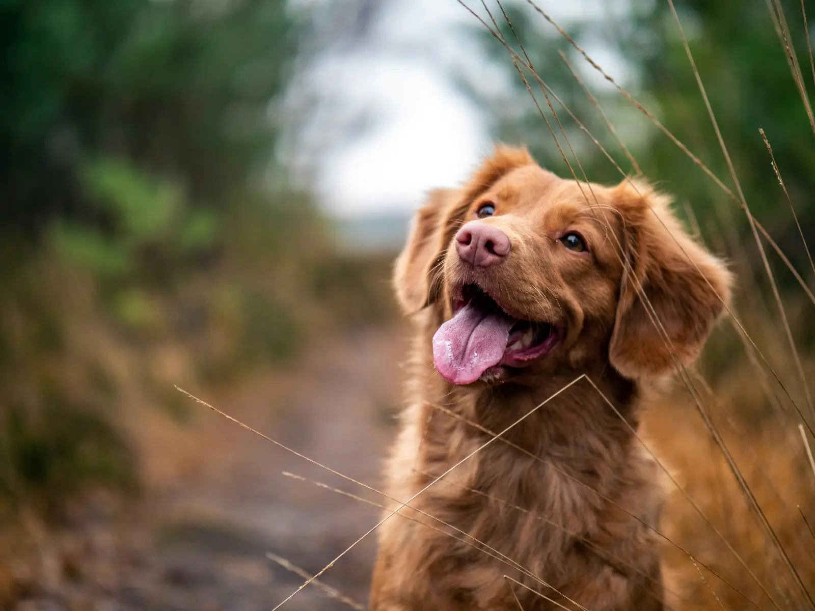 Coffret Séjour Dogfriendly