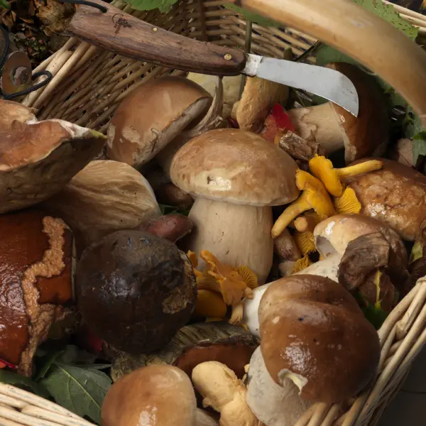 Week-end Champignons La signature du Manoir du Lys - 1 Nuit — visuel 1