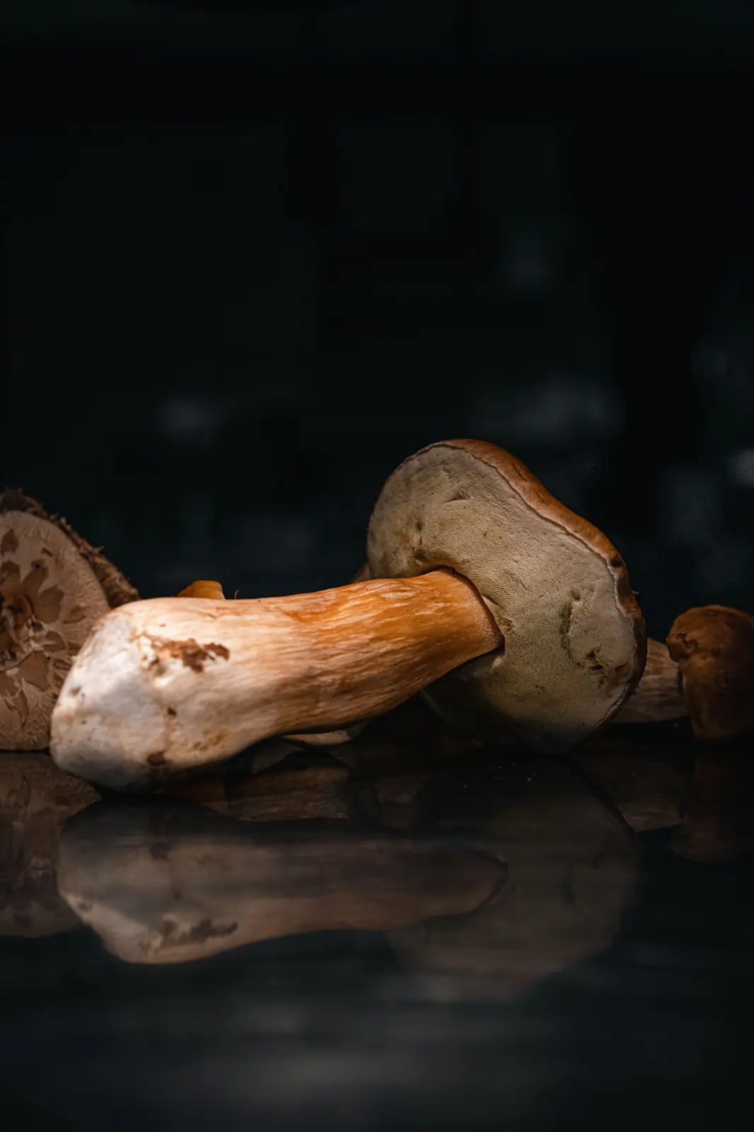 Journée Champignons