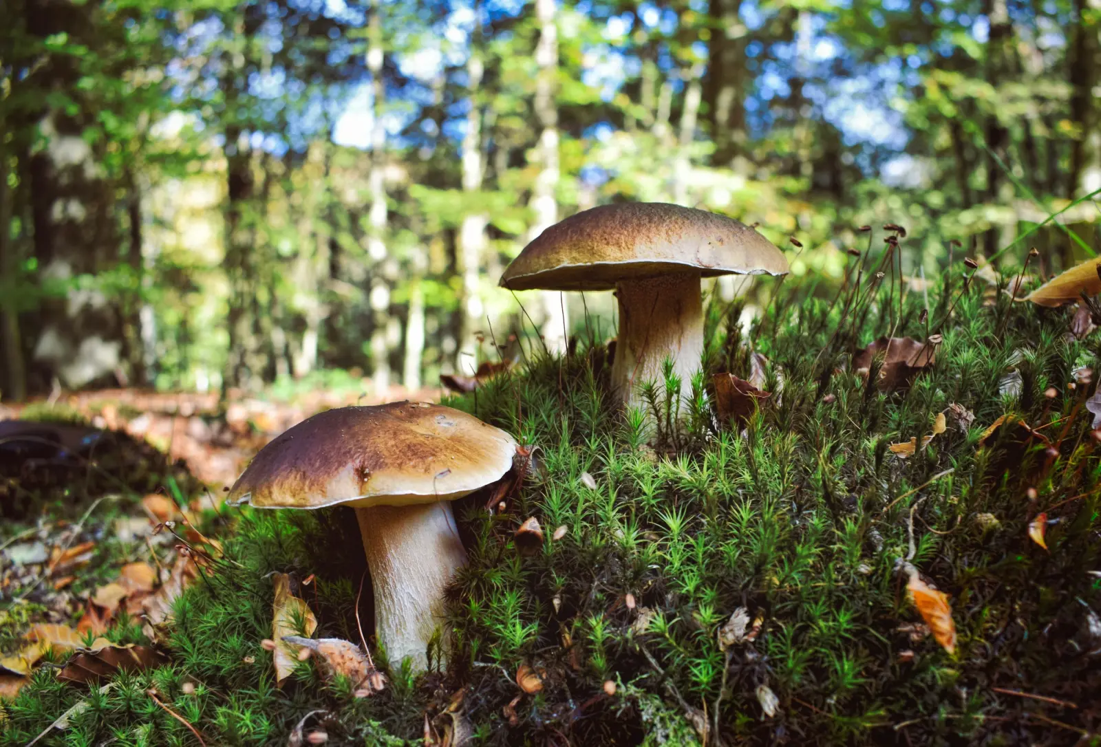 Week-end Champignons La Signature du Manoir du Lys - 2 Nuits